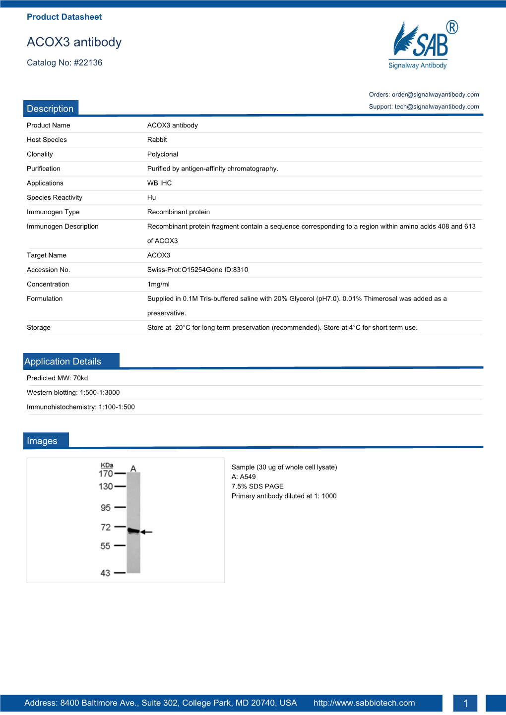 ACOX3 Antibody