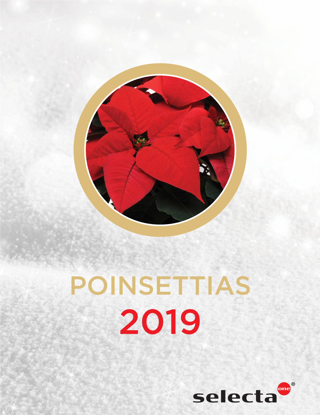 Poinsettias 2019 Number One Choice