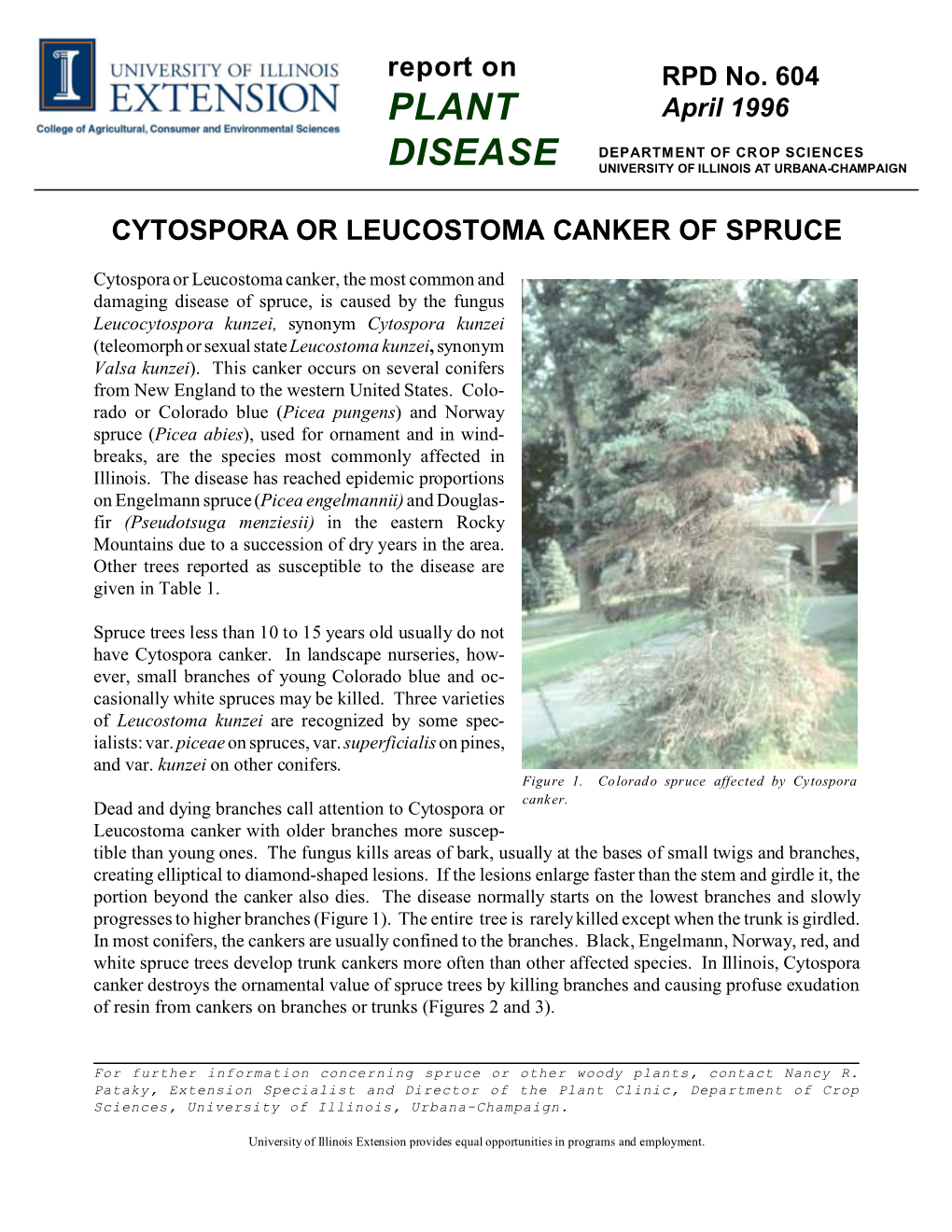 Cytospora Canker