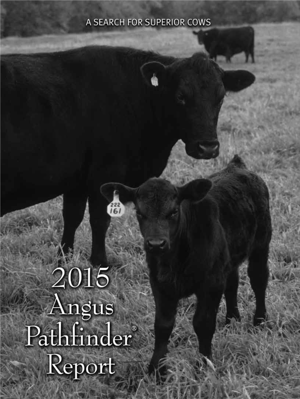 2015 Angus Pathfinder® Report a SEARCH for SUPERIOR COWS