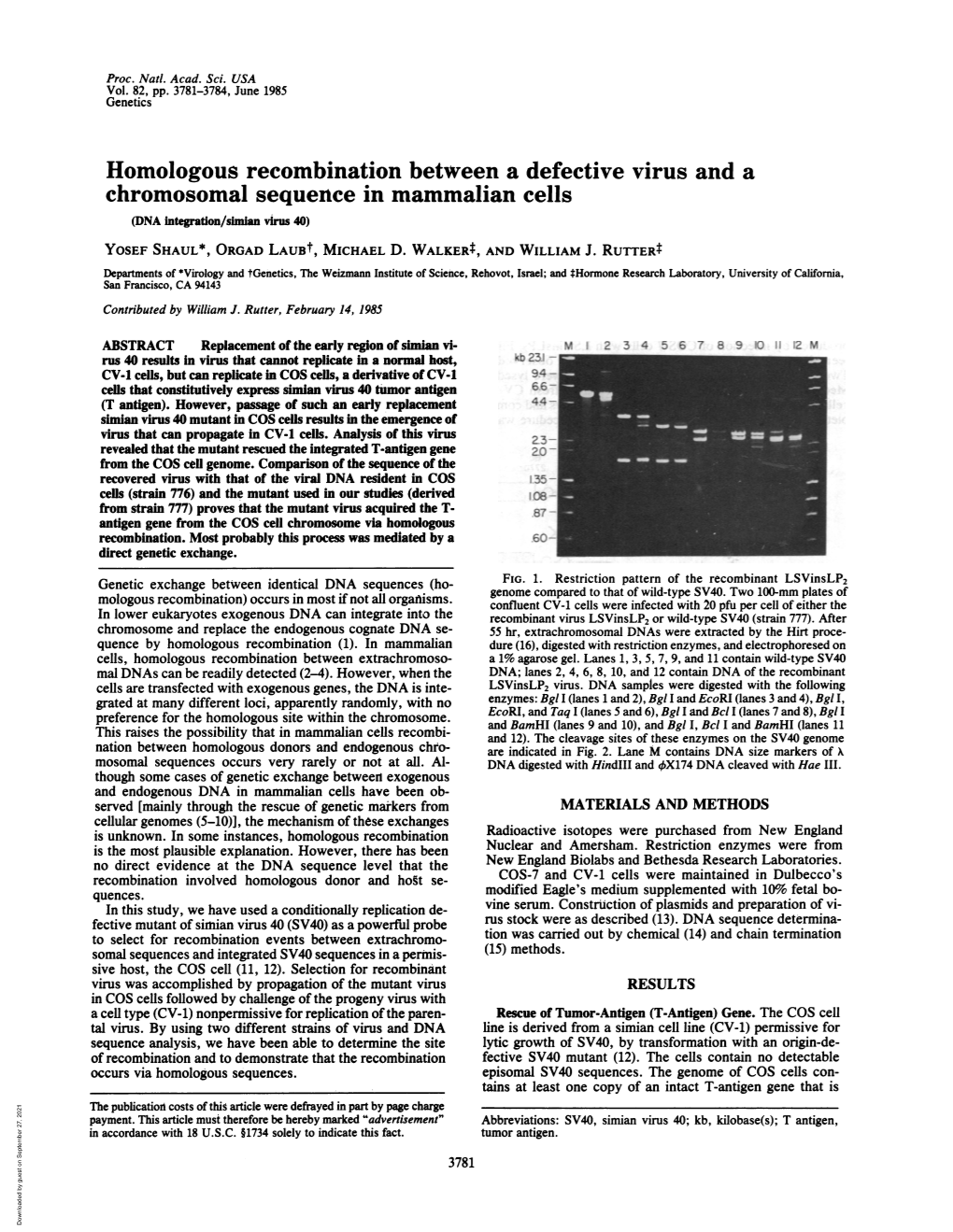 Homologous Recombination Between a Defective Virus and a Chromosomal Sequence in Mammalian Cells (DNA Integation/Simian Virus 40) YOSEF SHAUL*, ORGAD Laubt, MICHAEL D