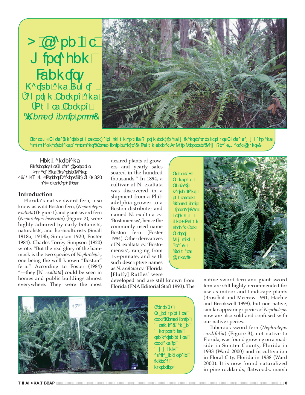 Native and Exotic “Boston Ferns” and “Sword Ferns” (Nephrolepis Spp.)