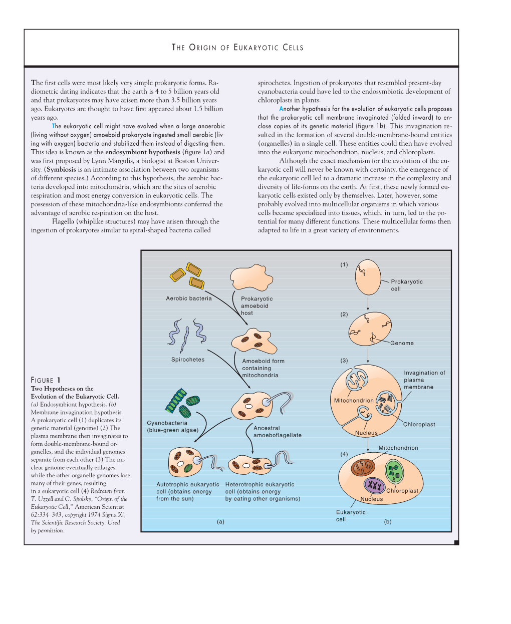 The First Cells Were Most Likely Very Simple Prokaryotic Forms. Ra- Spirochetes