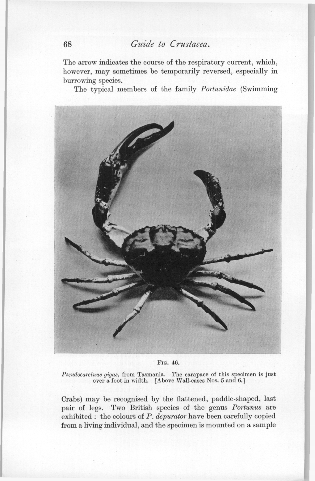 68 Guide to Crustacea