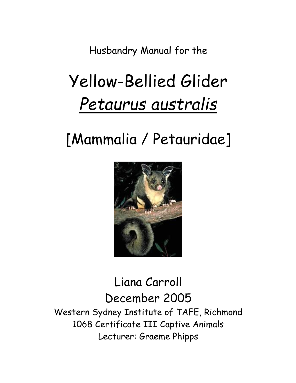 Yellow Bellied Glider