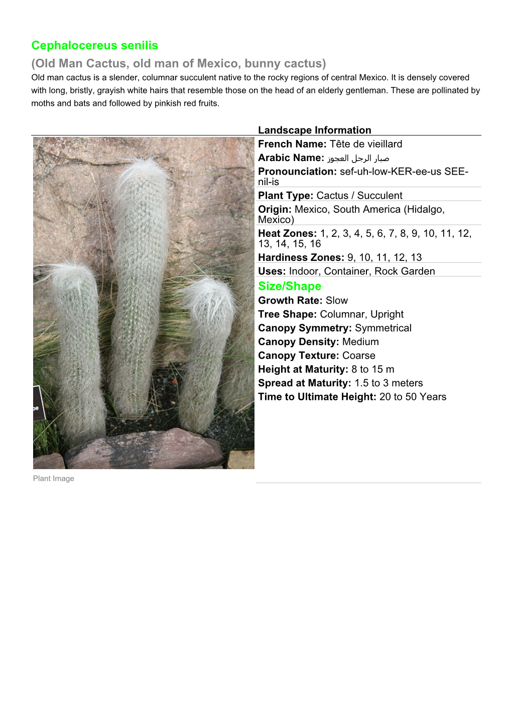Cephalocereus Senilis (Old Man Cactus, Old Man of Mexico, Bunny Cactus) Old Man Cactus Is a Slender, Columnar Succulent Native to the Rocky Regions of Central Mexico