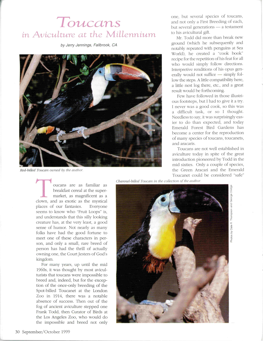 Toucans, and Not Only a First Breeding of Each, Toucans but Several Generations - a Testament to His Avicultural Gift