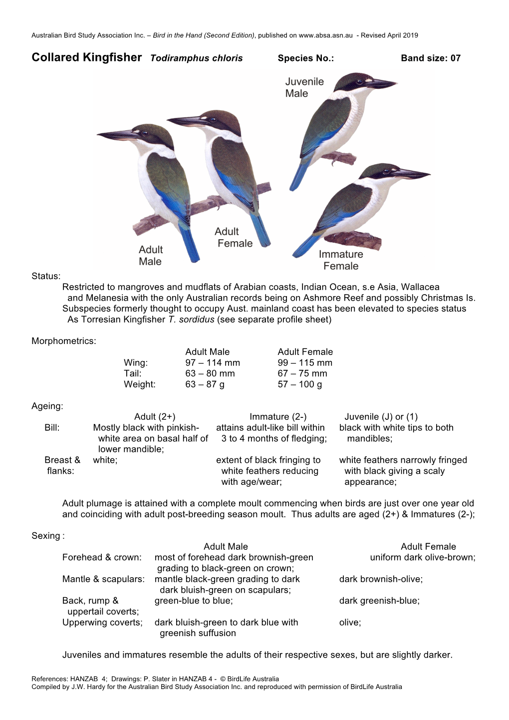 Collared Kingfisher Todiramphus Chloris Species No.: Band Size: 07