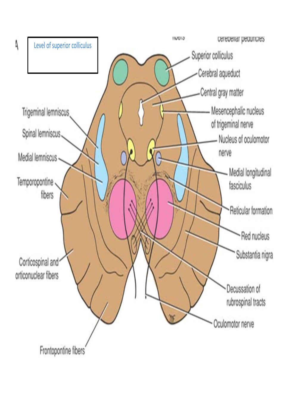 Level of Superior Colliculus ° Edinger- Westphal Nucleus ° Pretectal Nucleus: Close to the Lateral Part of the Superior Colliculus