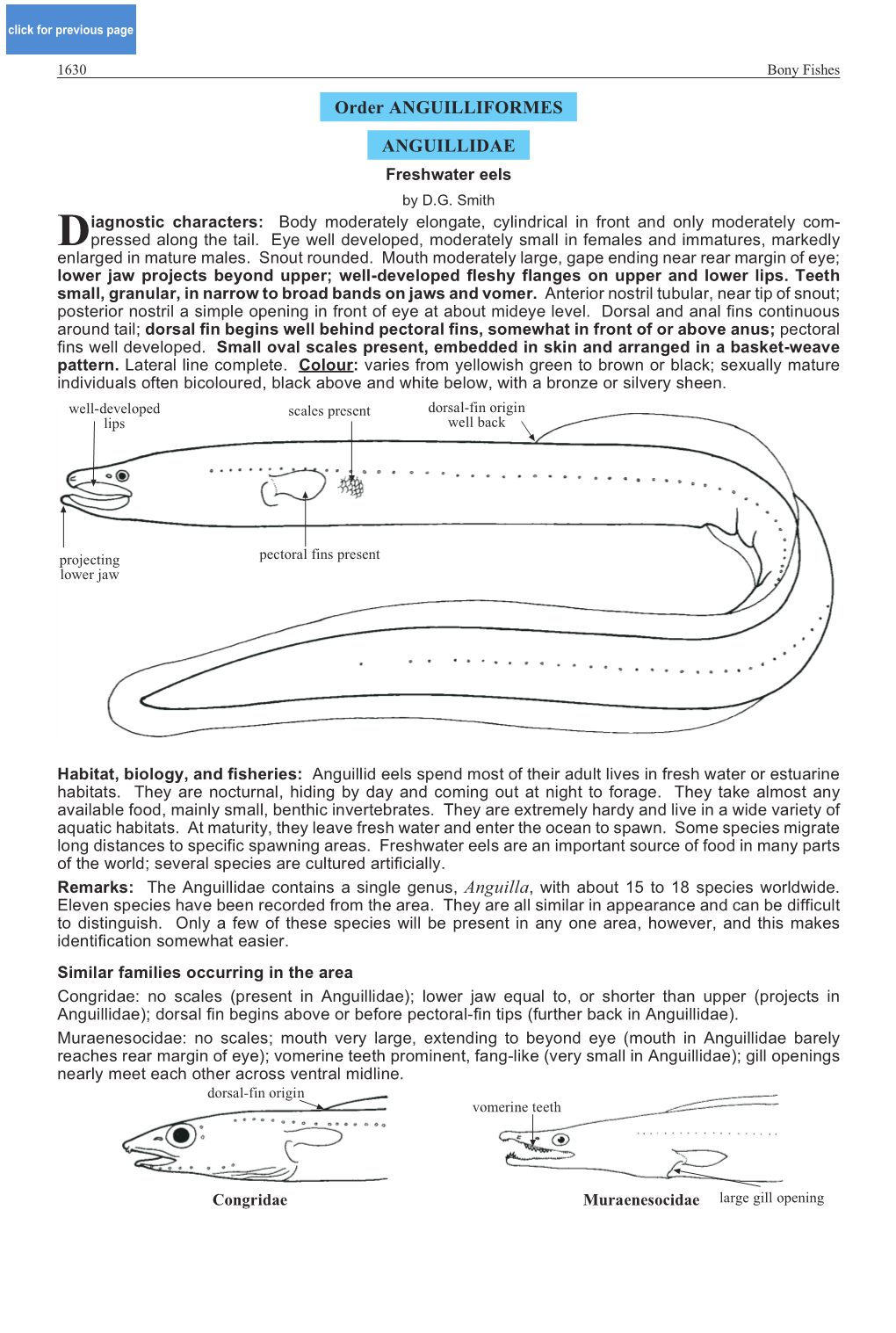 Order ANGUILLIFORMES