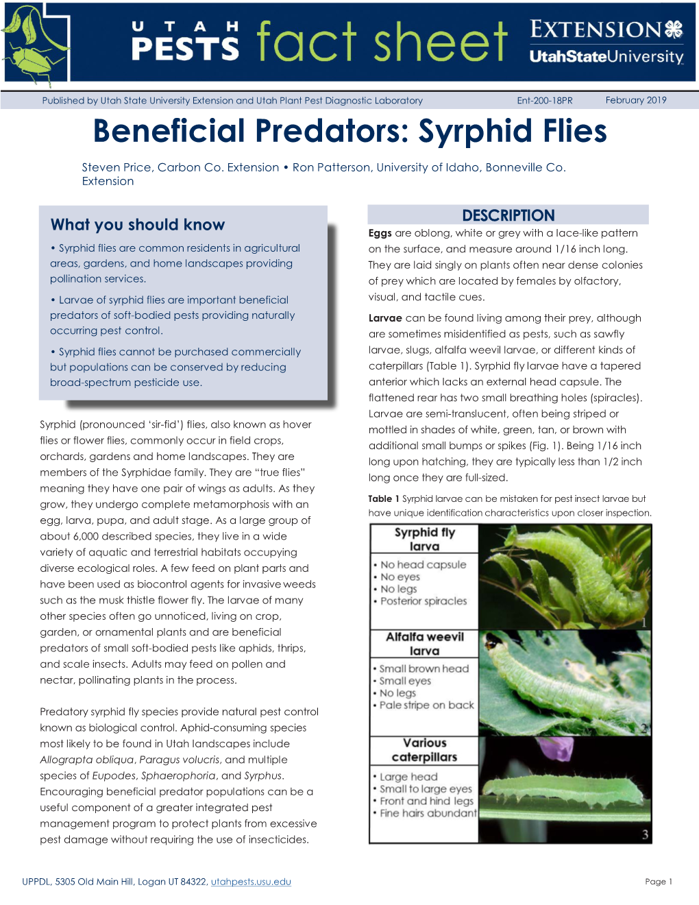 Syrphid Flies