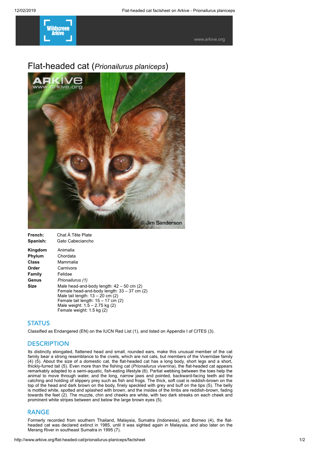 Flat-Headed Cat (Prionailurus Planiceps)