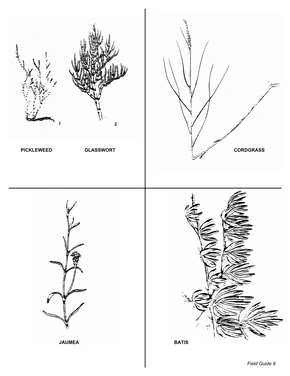 Plant Field Guide