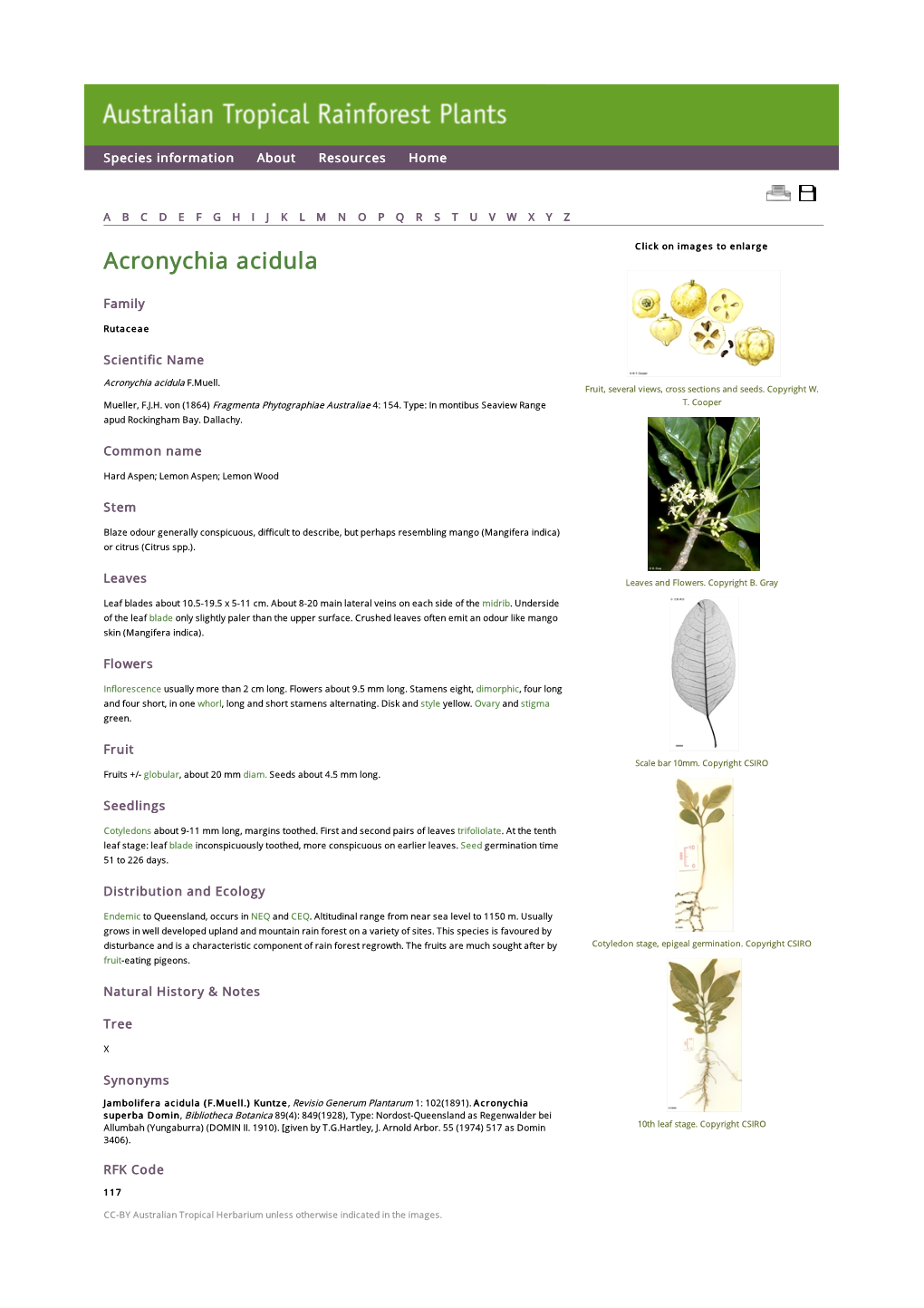 Acronychia Acidula Click on Images to Enlarge