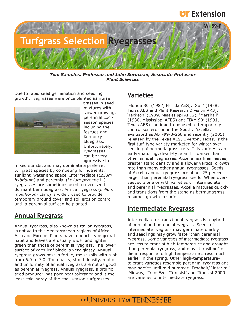 Turfgrass Selection Ryegrasses