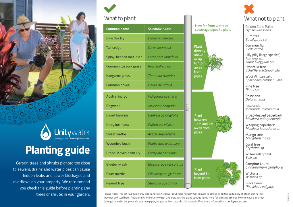 Planting Guide Broad–Leaved Palm Lily Cordyline Petiolaris Willow (All Types) Salix Sp