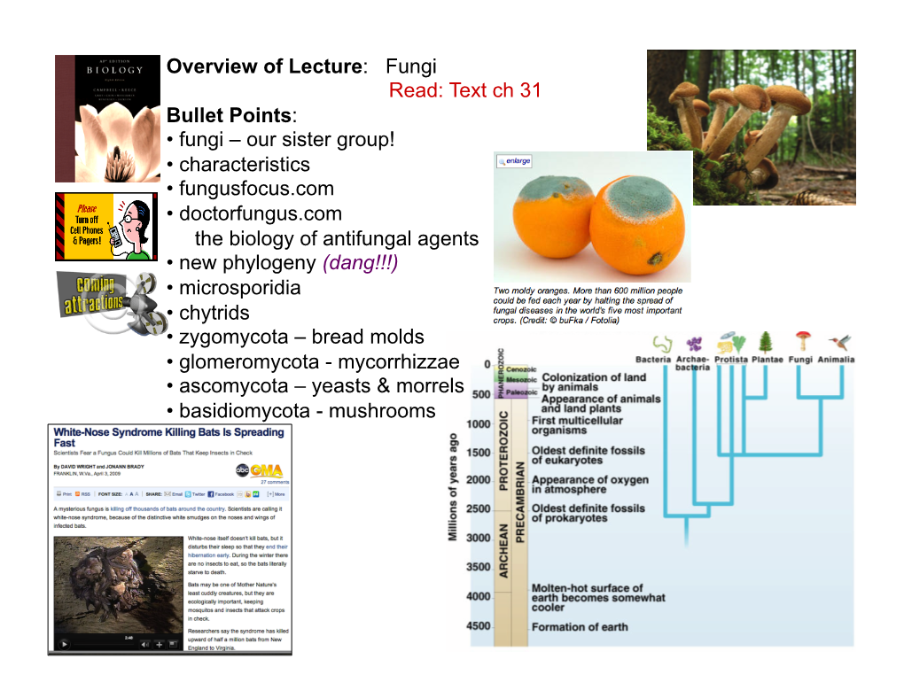 Text Ch 31 Bullet Points: • Fungi – Our Sister Group! • Characteristics