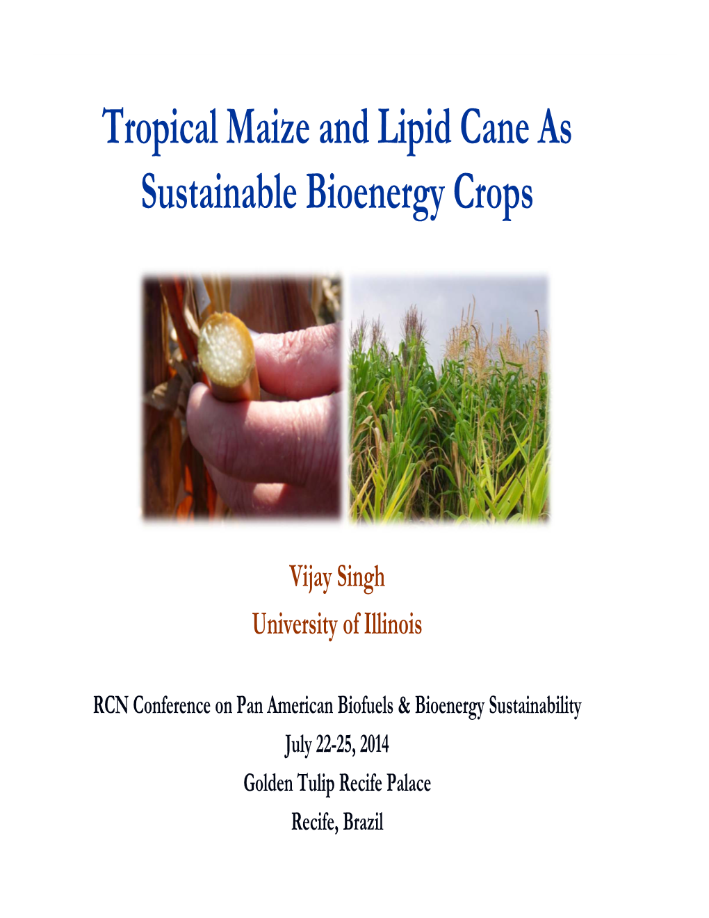 Tropical Maize and Lipid Cane As Sustainable Bioenergy Crops