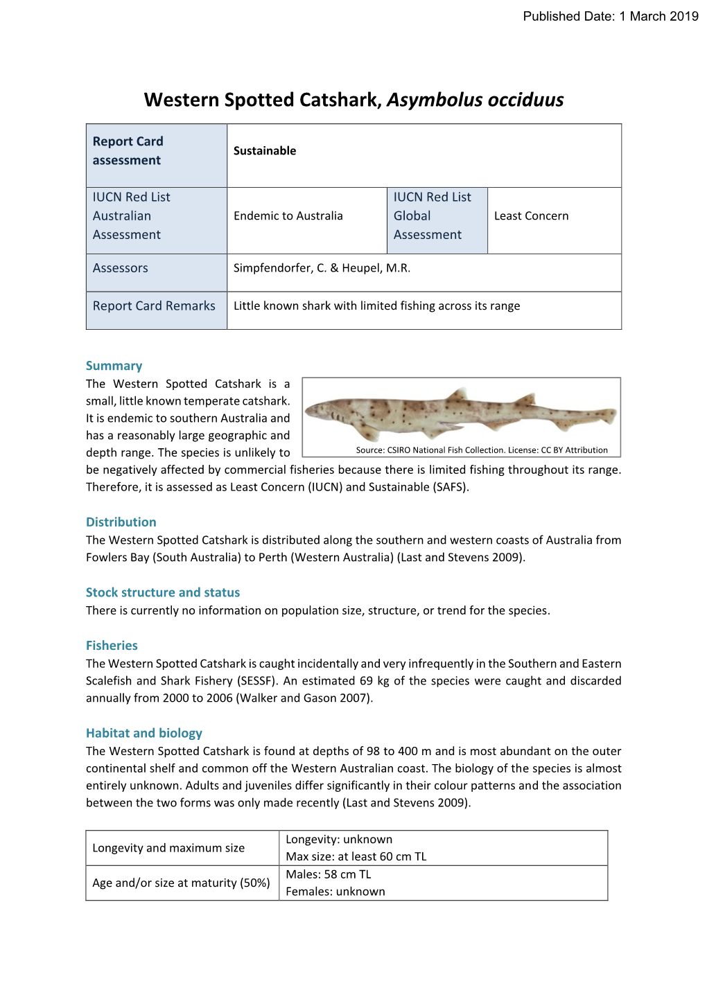 Western Spotted Catshark, Asymbolus Occiduus