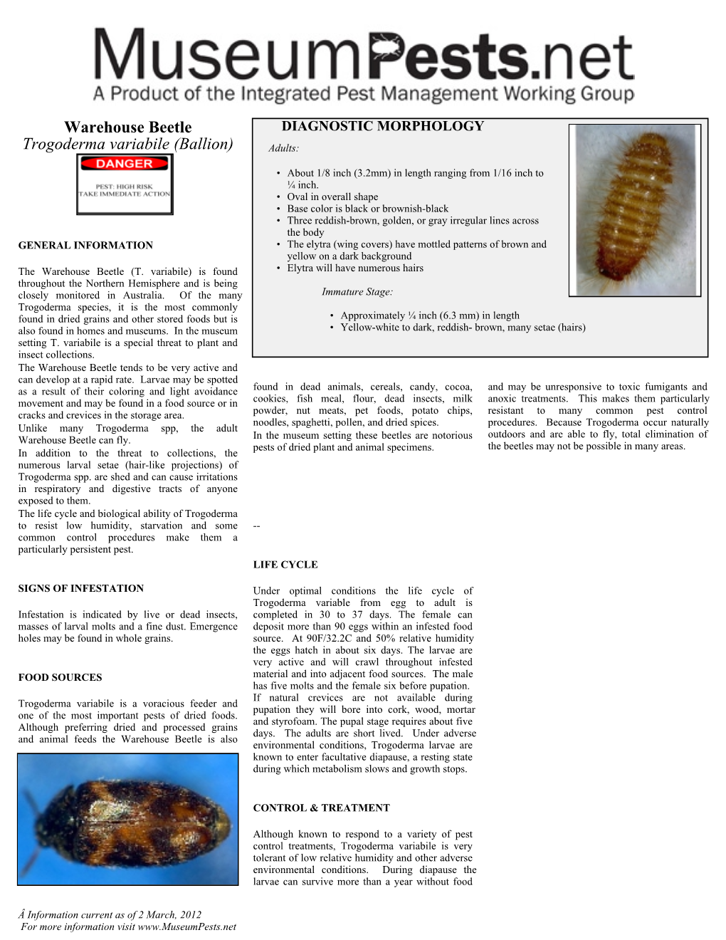 Trogoderma Variabile (Warehouse Beetle)