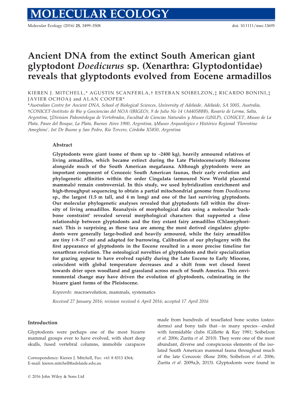 Reveals That Glyptodonts Evolved from Eocene Armadillos