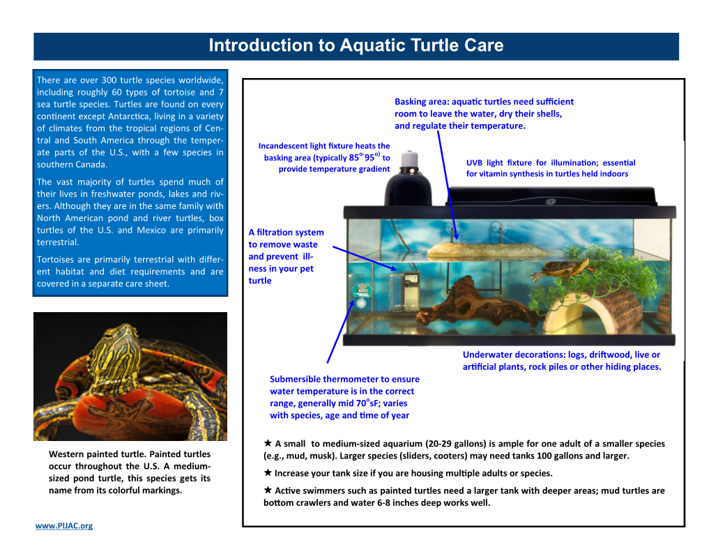 Introduction to Aquatic Turtle Care