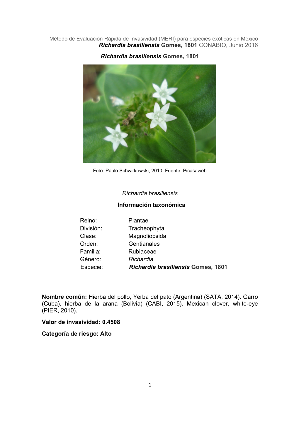 Richardia Brasiliensis Gomes, 1801 CONABIO, Junio 2016 Richardia Brasiliensis Gomes, 1801