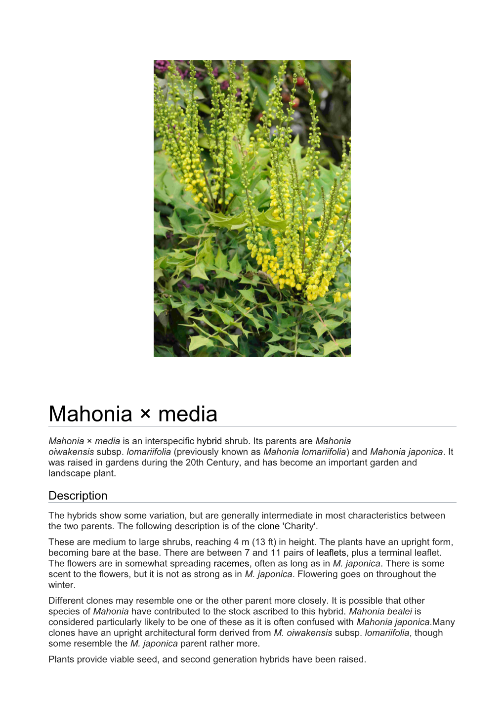 Mahonia × Media