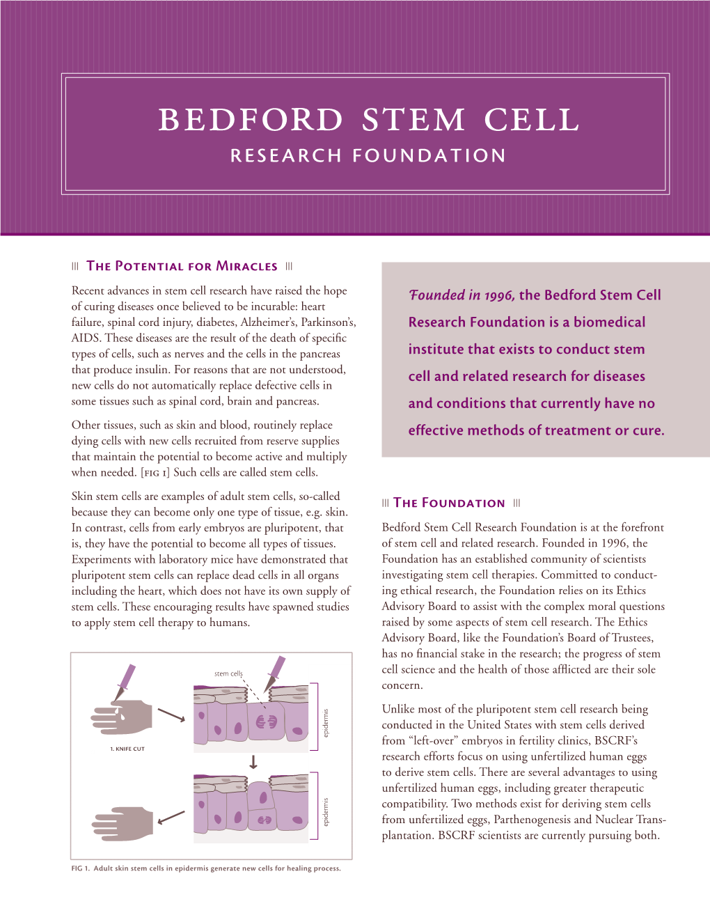 Bedford Stem Cell Research Foundation