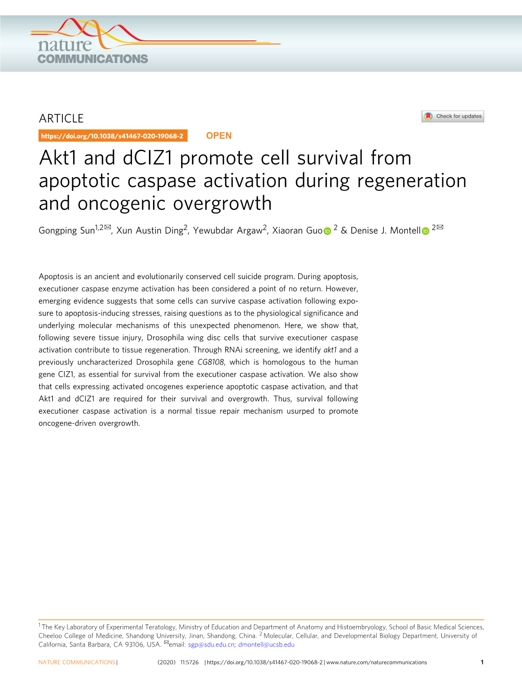 Akt1 and Dciz1 Promote Cell Survival from Apoptotic Caspase Activation