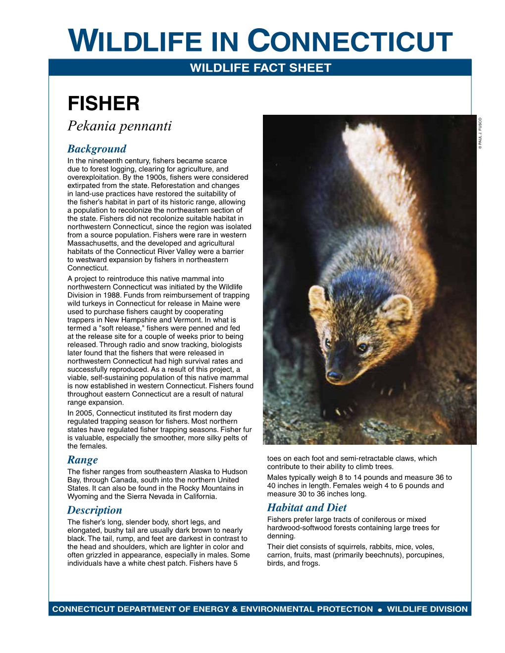 FISHER Pekania Pennanti