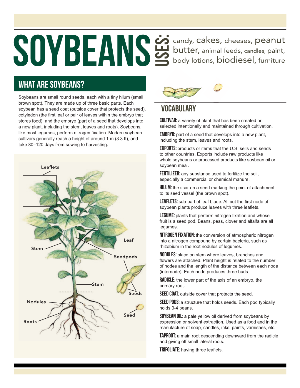 What Are Soybeans?