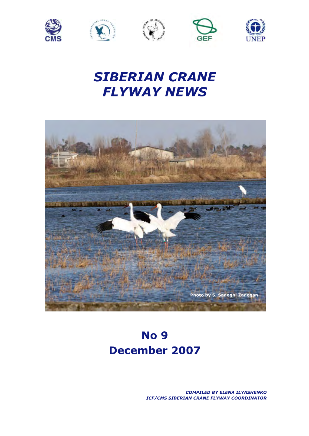 Siberian Crane Flyway News