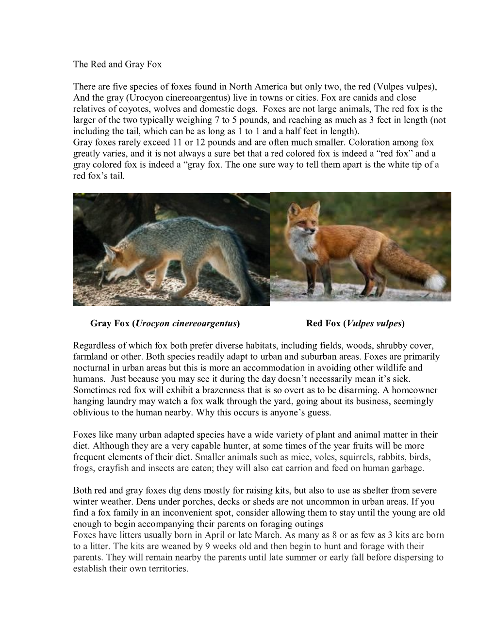 The Red and Gray Fox