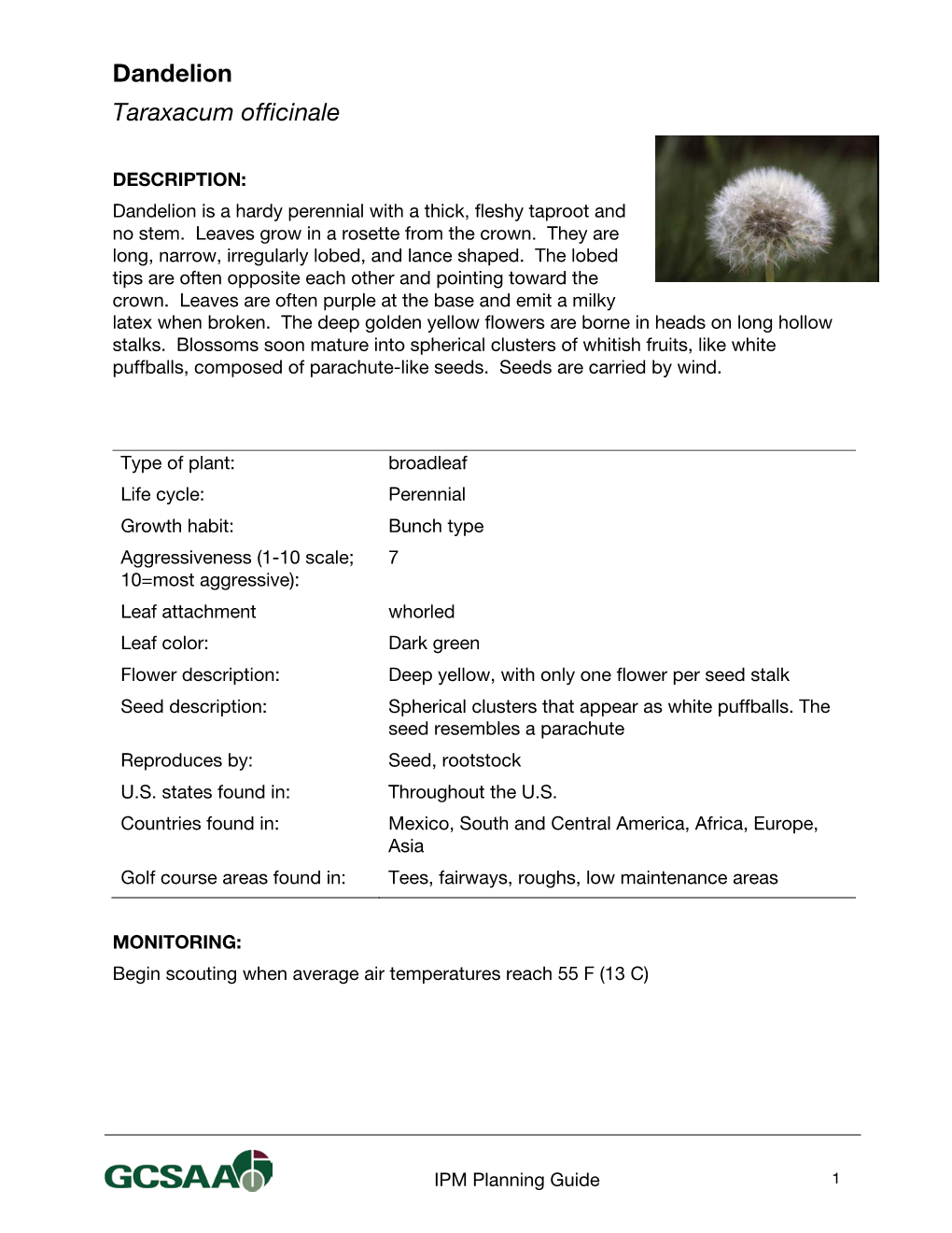 Dandelion Taraxacum Officinale