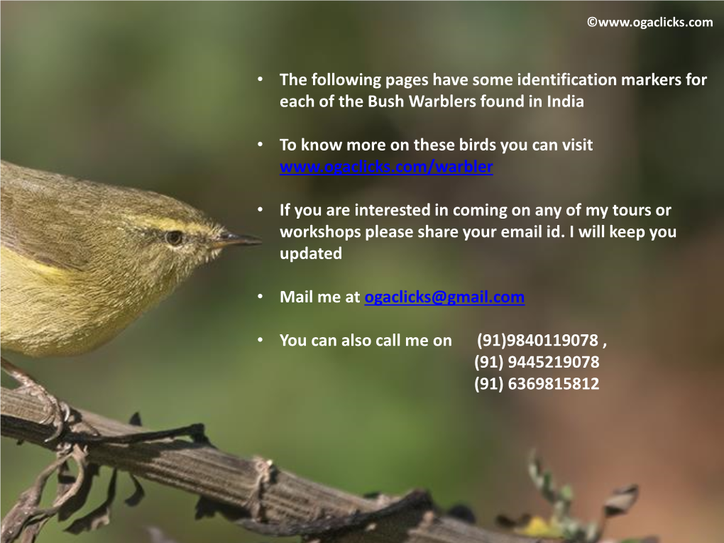 • the Following Pages Have Some Identification Markers for Each of the Bush Warblers Found in India