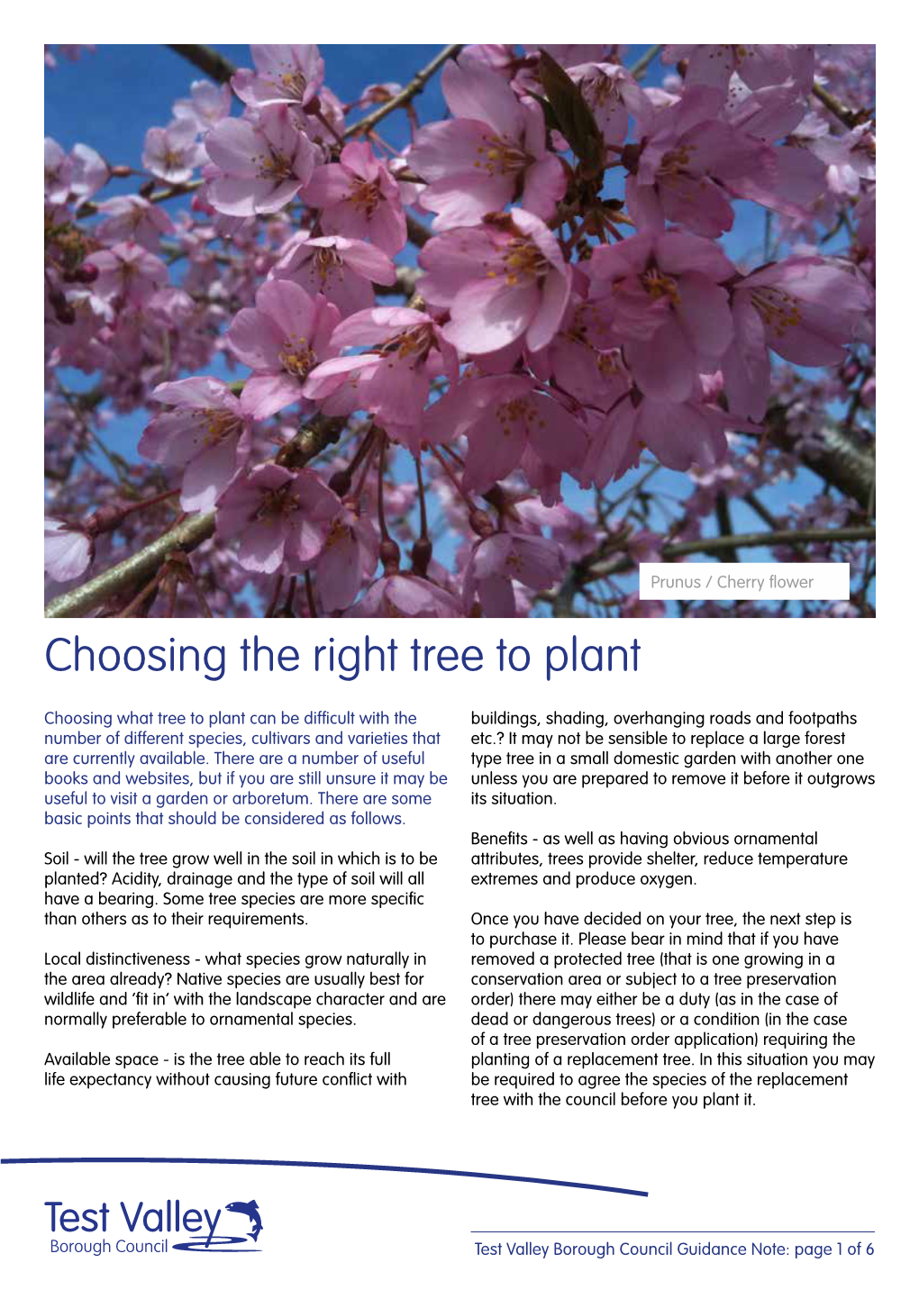 Choosing the Right Tree to Plant