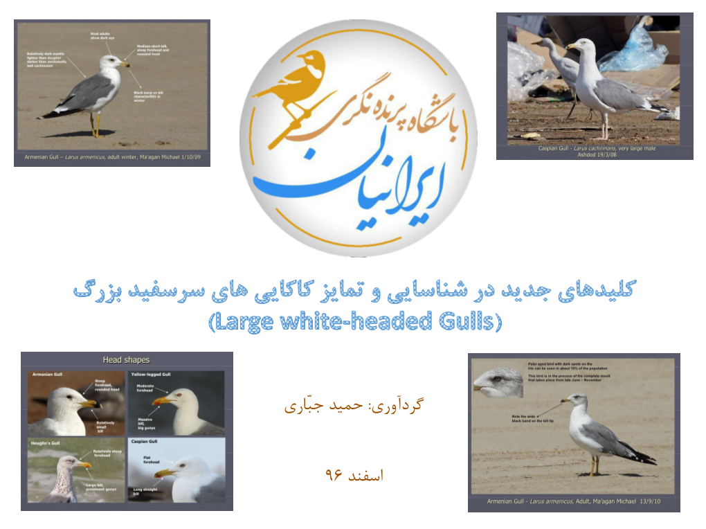 Sabine's Gull Large Caspian Or Birdwatchers White- Larophiles Armenian Or Headed Heuglin’S Gulls Gull?!!!!