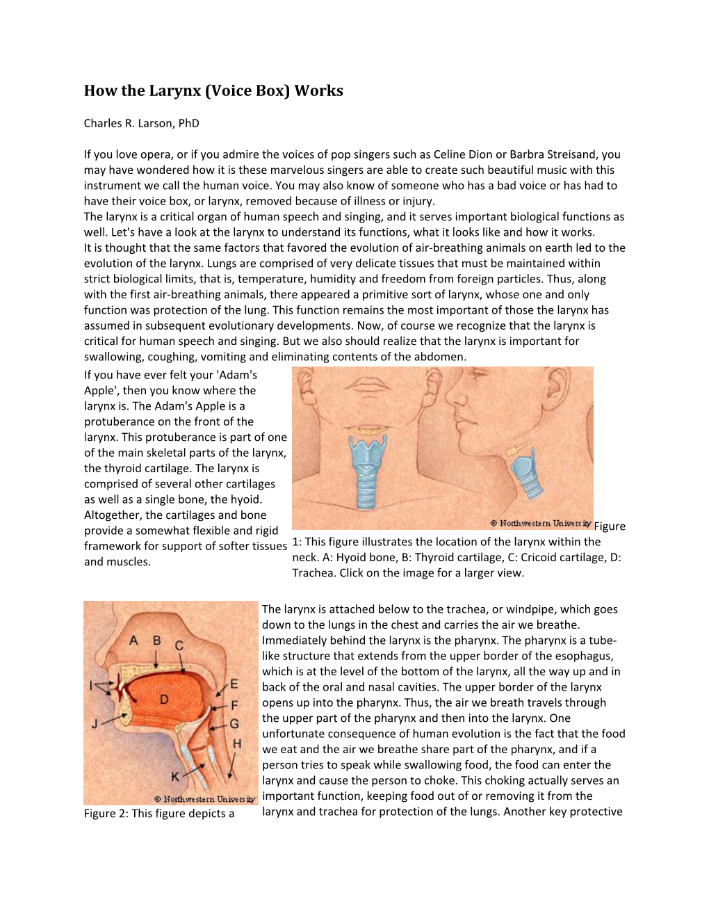 How the Larynx (Voice Box) Works