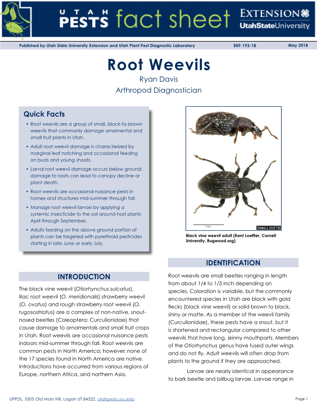 Root Weevils Ryan Davis Arthropod Diagnostician