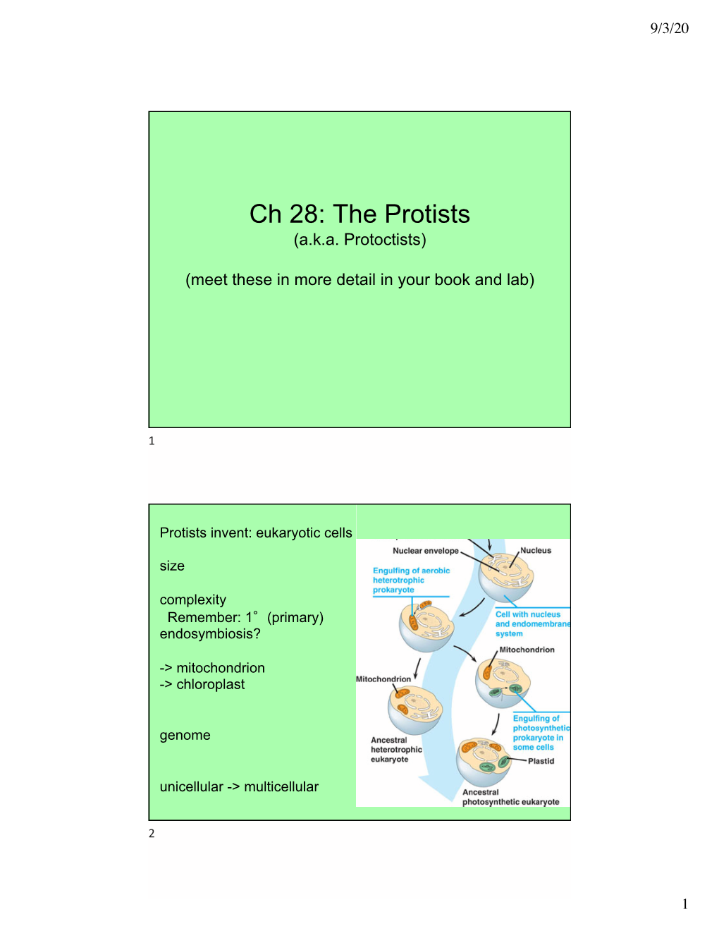 28-Protistsf20r.Ppt [Compatibility Mode]