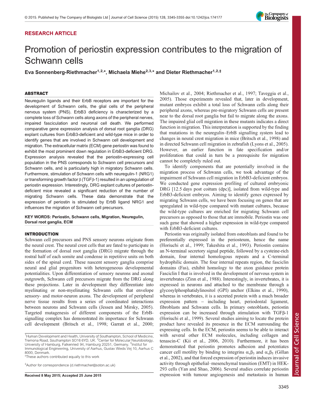 Promotion of Periostin Expression Contributes to the Migration of Schwann Cells Eva Sonnenberg-Riethmacher1,2,*, Michaela Miehe2,3,* and Dieter Riethmacher1,2,‡