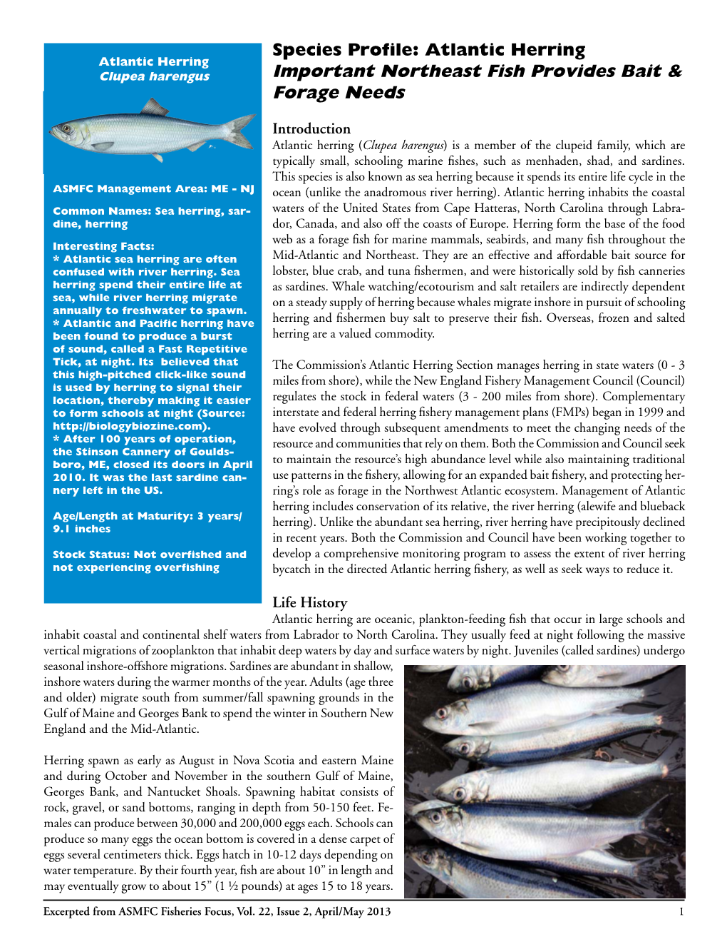 Important Northeast Fish Provides Bait & Forage Needs