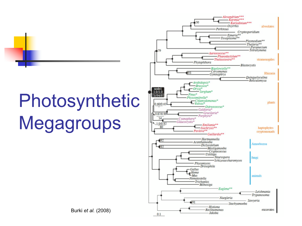 Photosynthetic Megagroups