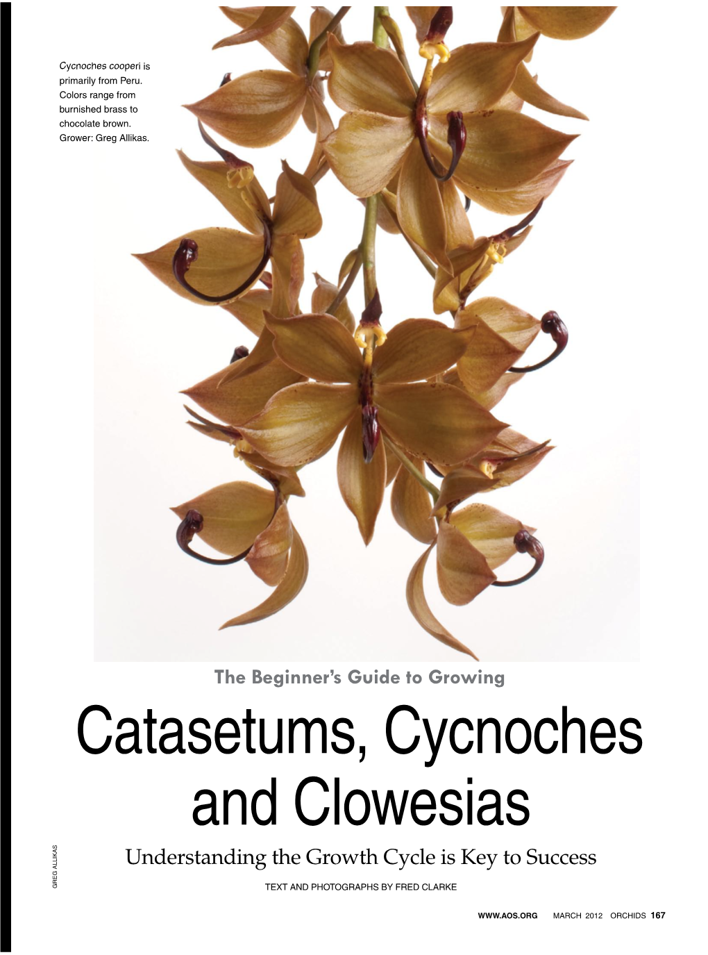 Catasetums, Cycnoches and Clowesias Understanding the Growth Cycle Is Key to Success