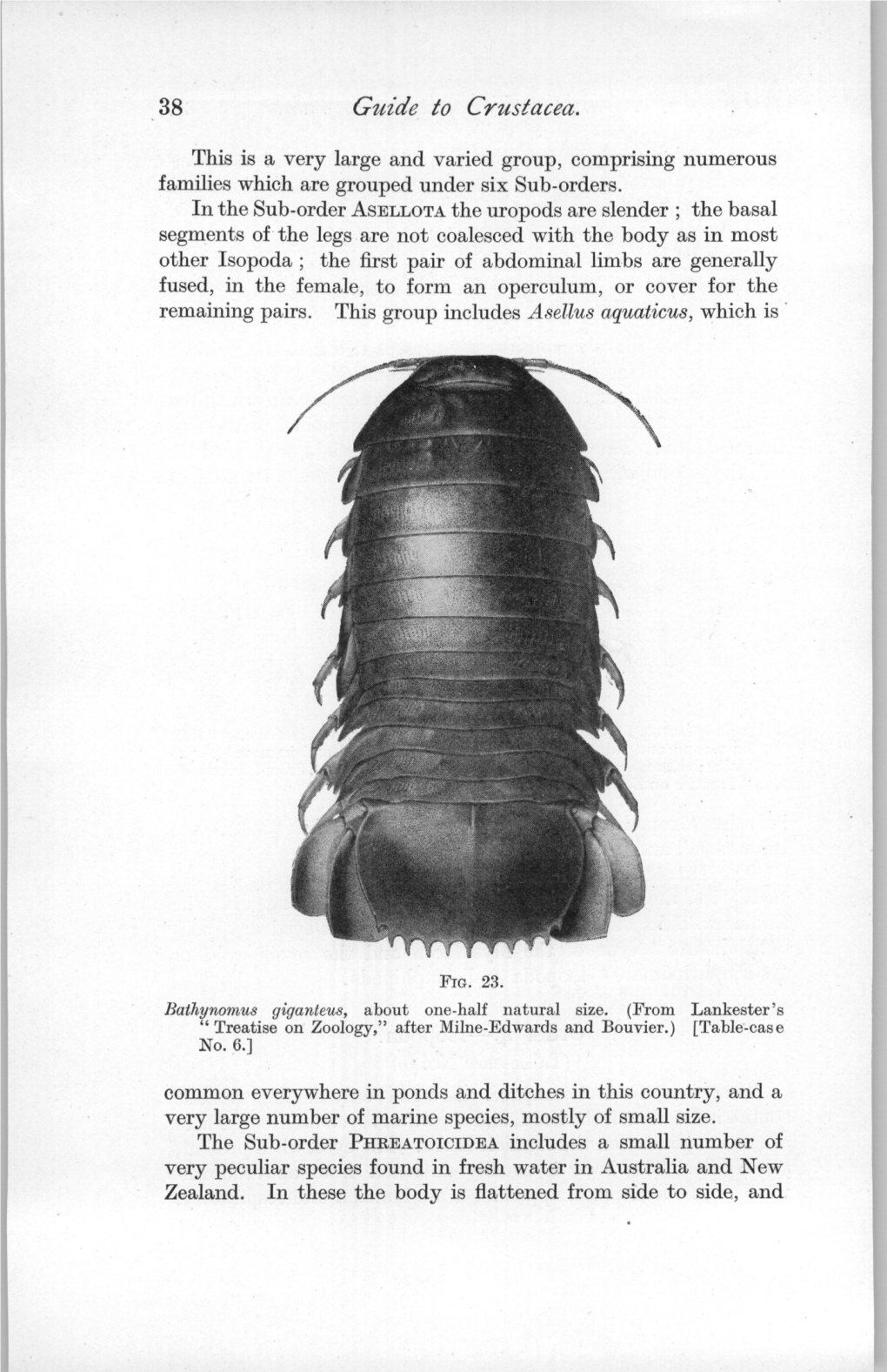 Guide to Crustacea