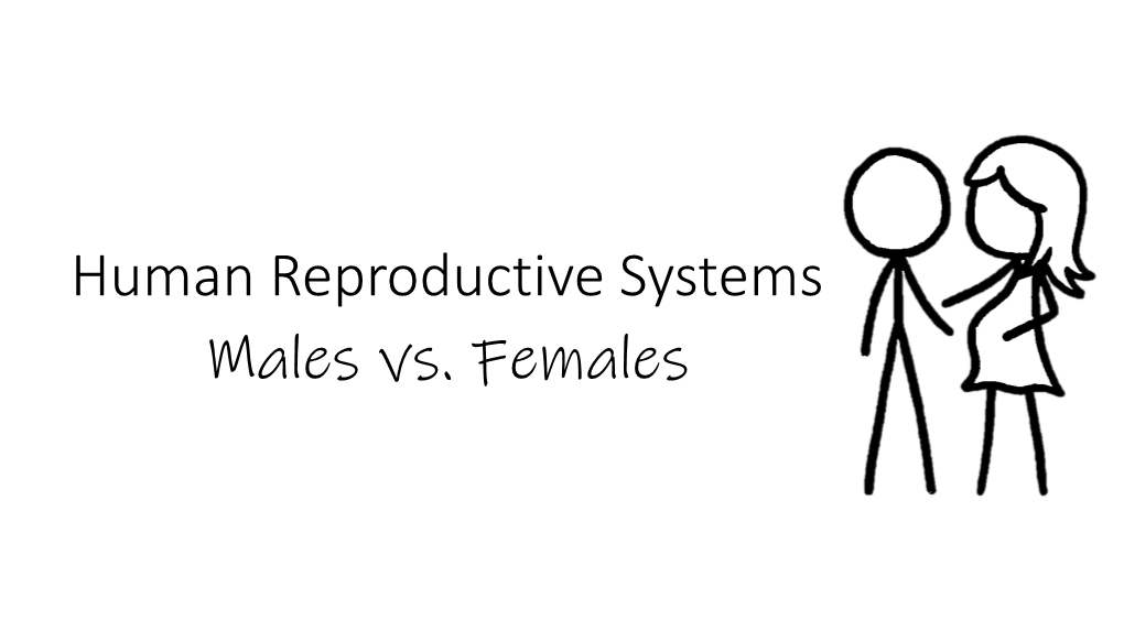 Human Reproductive Systems Males Vs. Females Learning Goals • Students Will Describe the Basic Anatomy and Physiology of the Male and Female Reproductive Systems