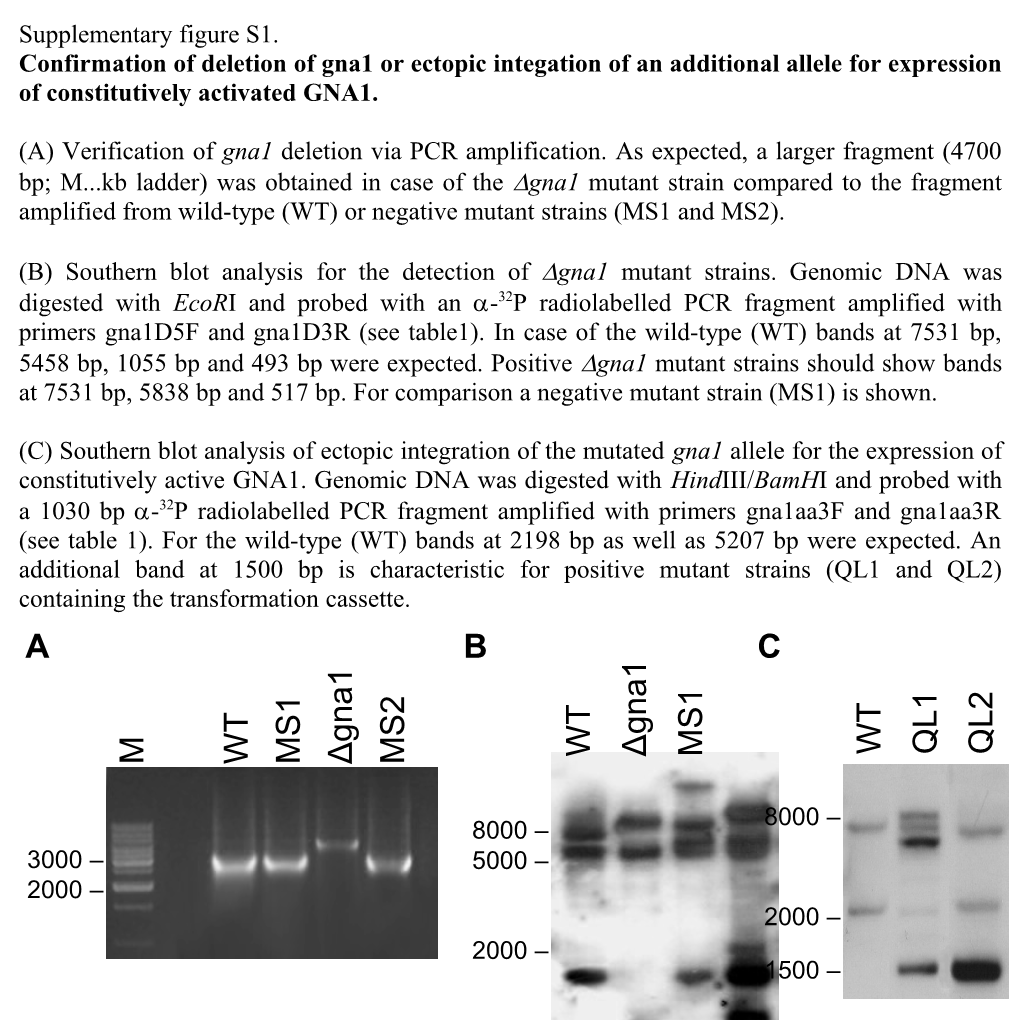 Confirmation of Deletion of Gna1 Or Ectopic Integation of an Additional Allele for Expression