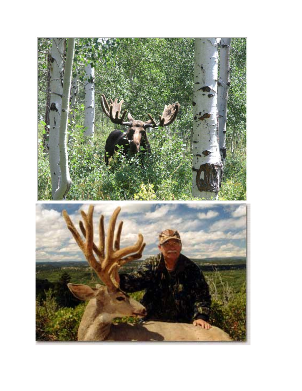 Deer, Elk, Bear, Moose, Lynx, Bobcat, Waterfowl