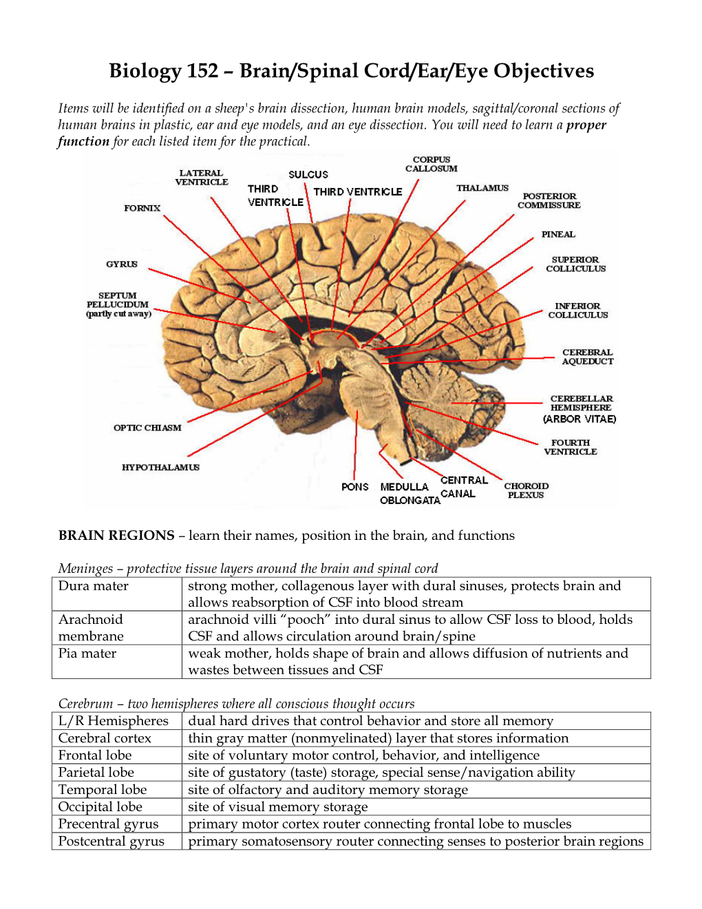 Biology 152 – Brain/Spinal Cord/Ear/Eye Objectives